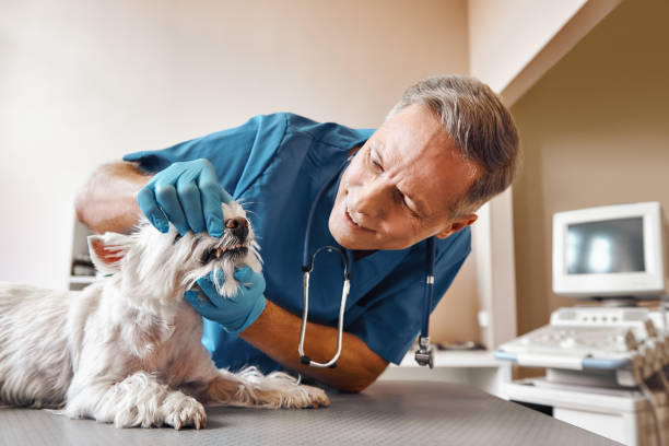 Best Weekend Emergency Dentist in Crockett, CA